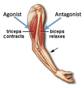 Agonist-Antagonist-Muscle-Demonstration_Nov-2014-288x300